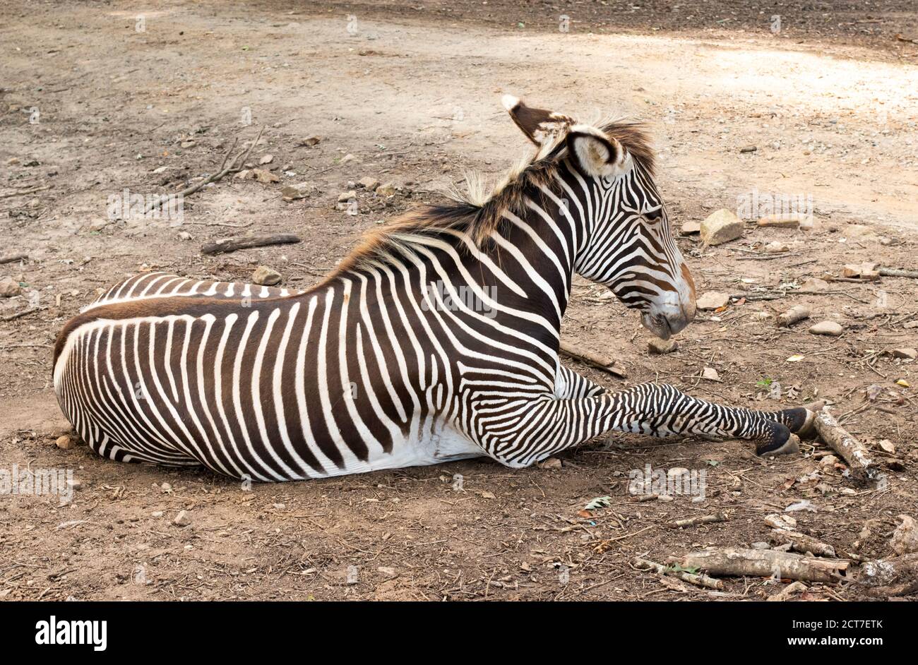 Zebra si trova a terra Foto Stock