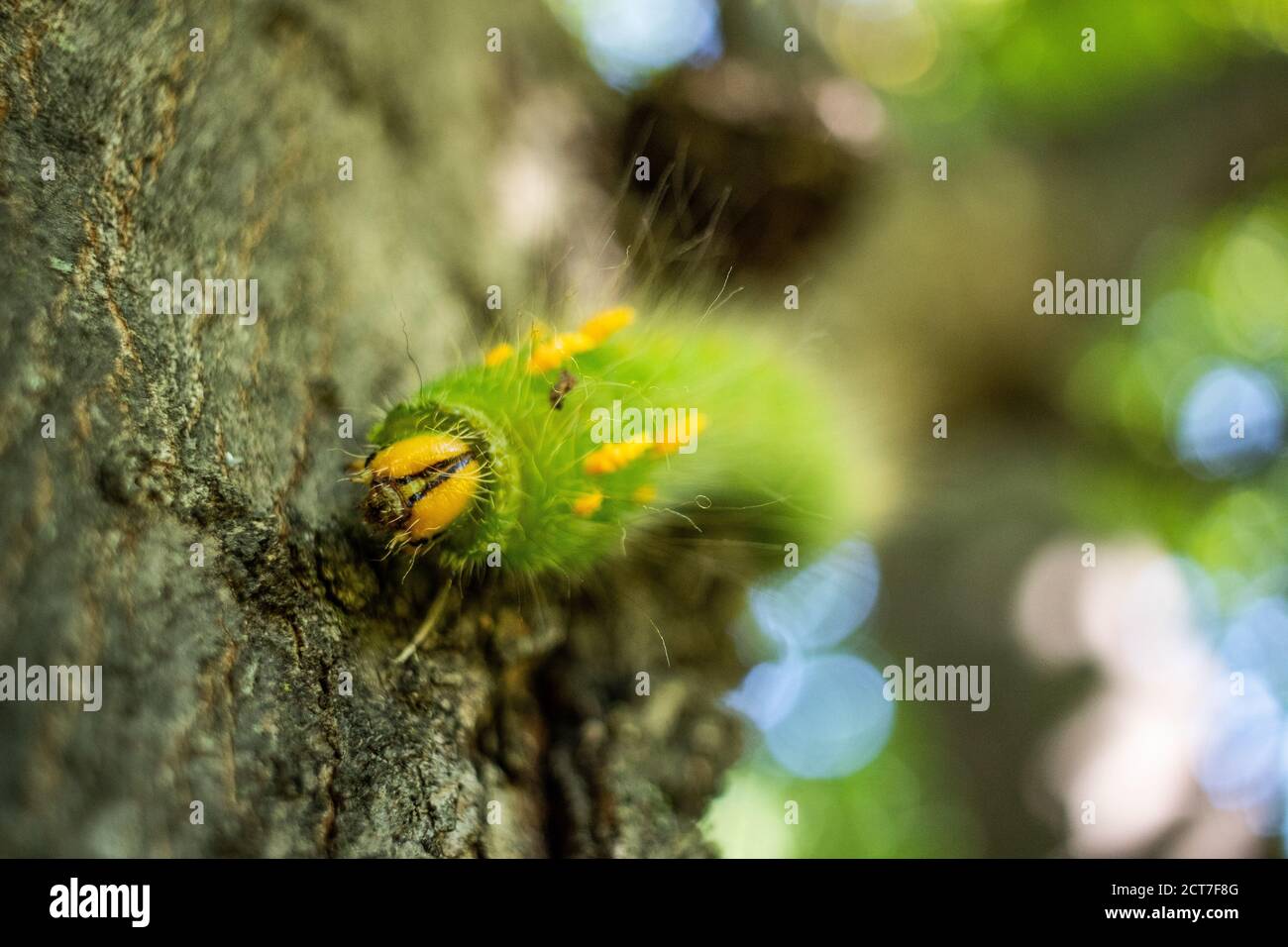 una mocita verde imperiale caterpillar. Foto Stock