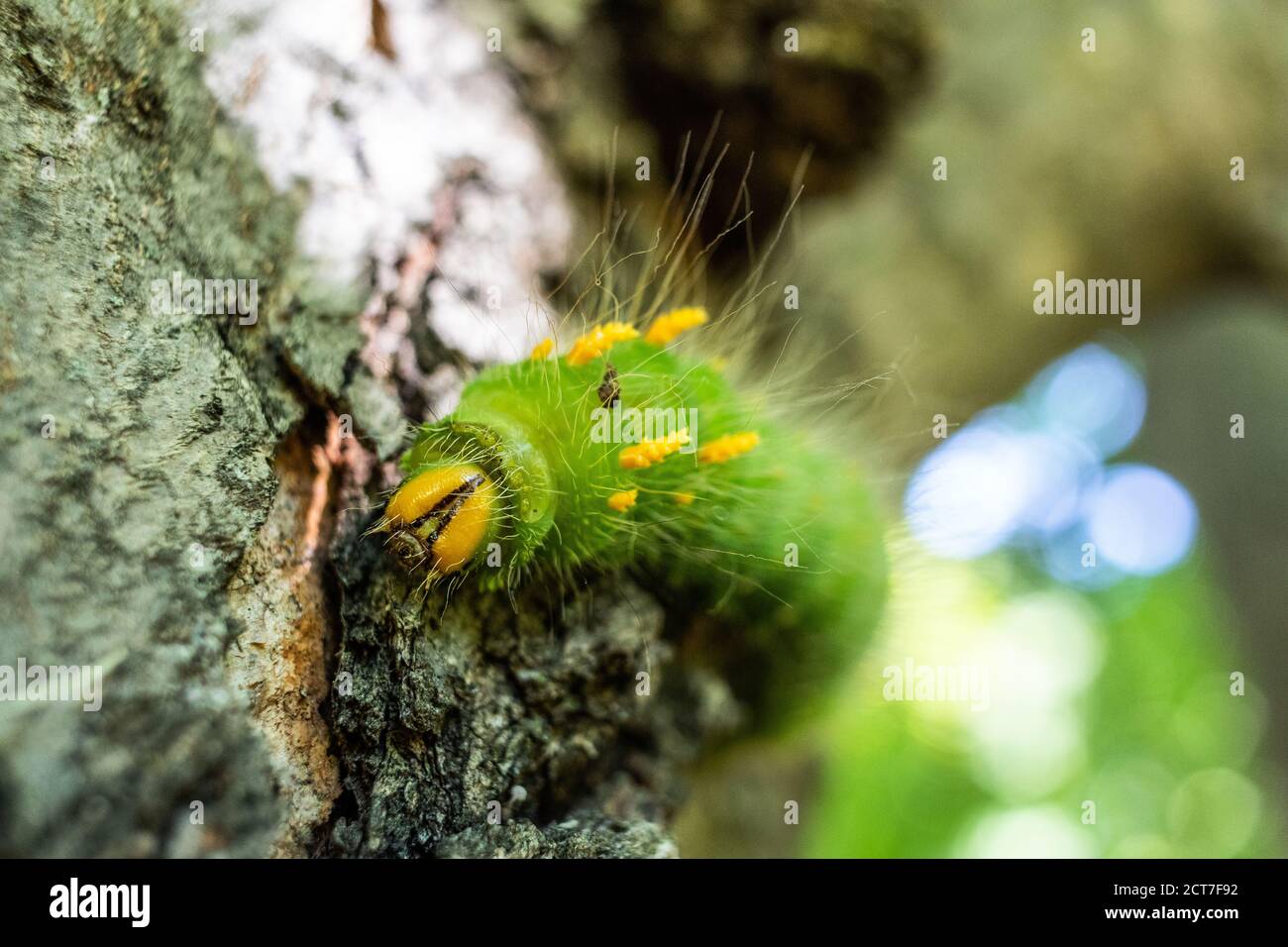una mocita verde imperiale caterpillar. Foto Stock