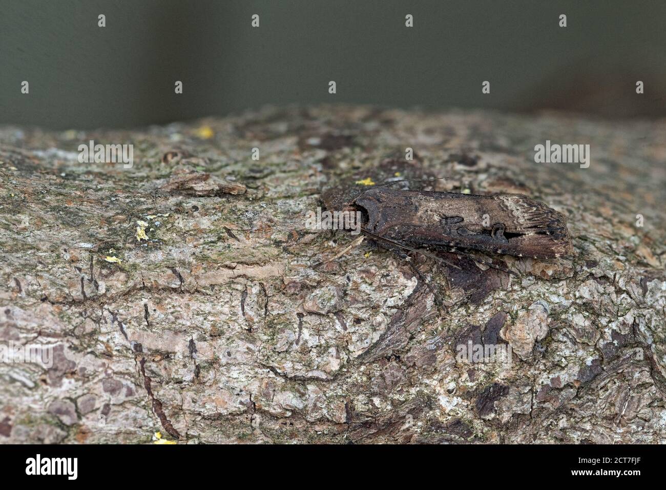 Erba spugnosa scura (Agrotis ipsilon) falena Foto Stock