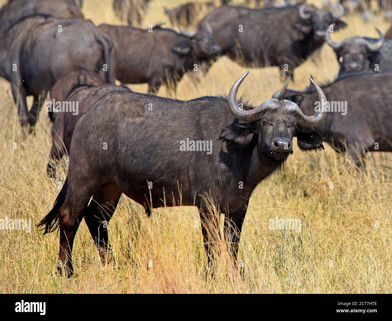Cape Buffalo sulle pianure africane gialle secche. La messa a fuoco è sul bufalo che osserva dorectly nella macchina fotografica mentre masticando il cud. Parco nazionale di Hwange, Zim Foto Stock Cape Buffalo sulle pianure africane gialle secche. La messa a fuoco è sul bufalo che osserva dorectly nella macchina fotografica mentre masticando il cud. Parco nazionale di Hwange, Zim Foto Stock