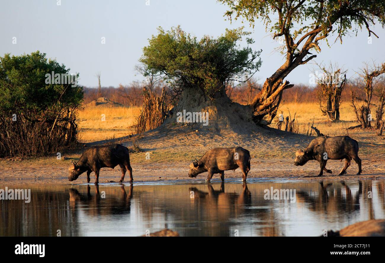 Tre bufali di Capo vicino ad un waterhole con la luce del sole dorata piacevole e i riflessi nell'acqua non agaisnt uno sfondo naturale di bushveld. Hwange National P Foto Stock Tre bufali di Capo vicino ad un waterhole con la luce del sole dorata piacevole e i riflessi nell'acqua non agaisnt uno sfondo naturale di bushveld. Hwange National P Foto Stock