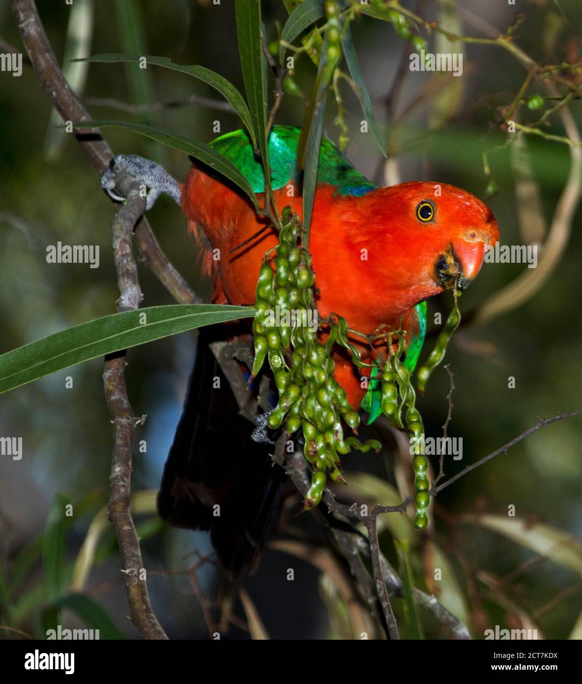 Vivace pappagallo rosso e verde maschile, Alister scapularis che si nutre di semi verdi di un albero di picchiettio in un giardino australiano Foto Stock
