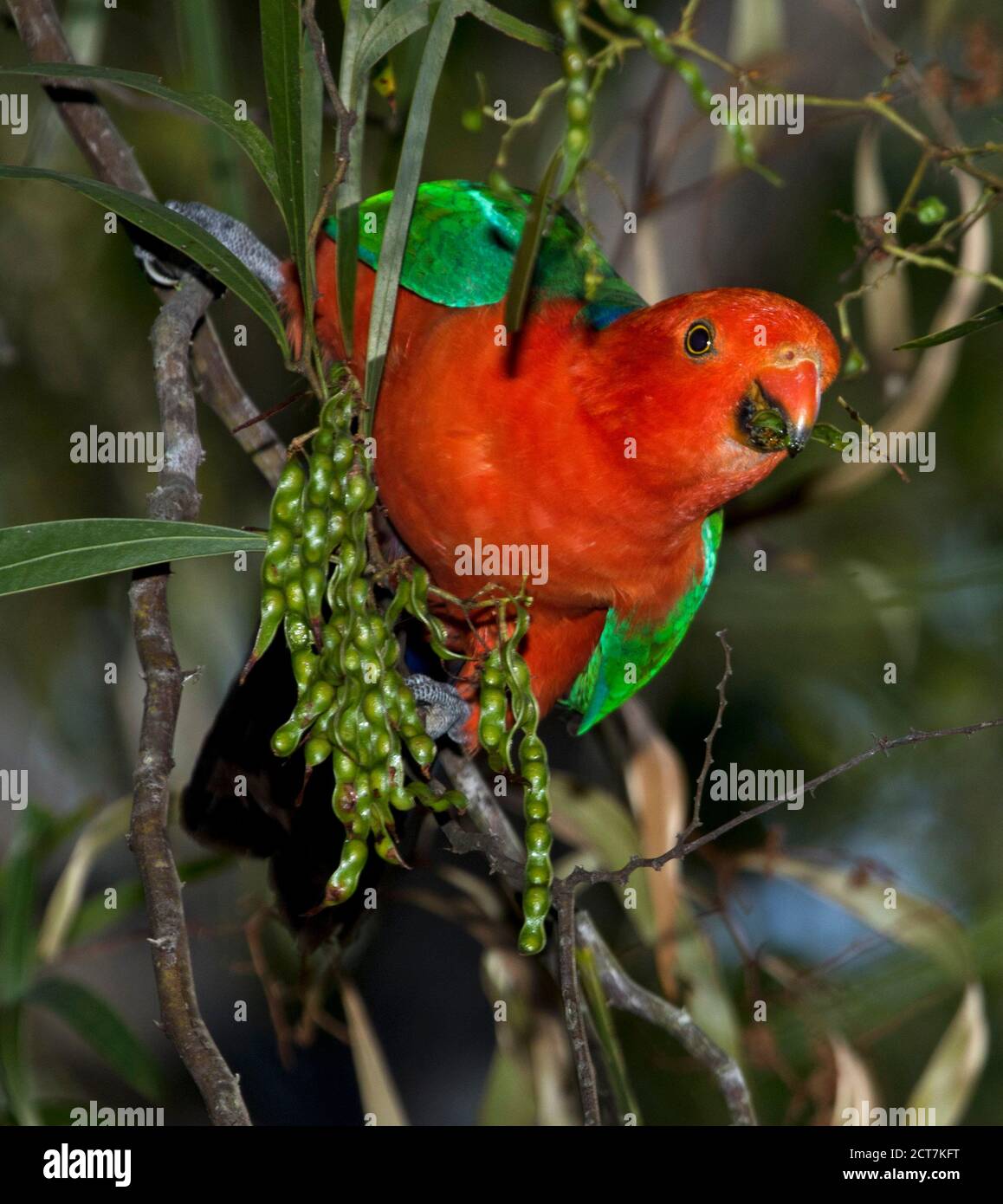 Vivace pappagallo rosso e verde maschile, Alister scapularis che si nutre di semi verdi di un albero di picchiettio in un giardino australiano Foto Stock