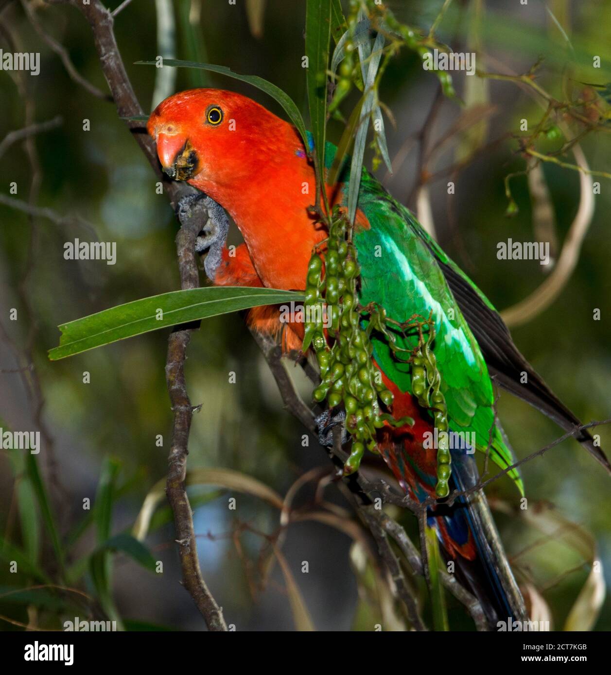 Vivace pappagallo rosso e verde maschile, Alister scapularis che si nutre di semi verdi di un albero di picchiettio in un giardino australiano Foto Stock
