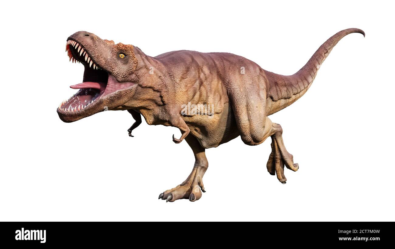 Tirannosaurus Rex o T Rex scientiffc aggressivo e ricostituzione realistica isolata su sfondo bianco. Rappresentazione 3D del re di d Foto Stock