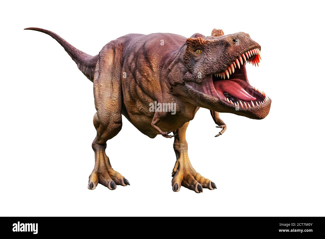 Tyrannosaurus Rex o T Rex scientiffc e ricostituzione realistica isolata su sfondo bianco. Rappresentazione in 3D del re dei dinosauri. Foto Stock