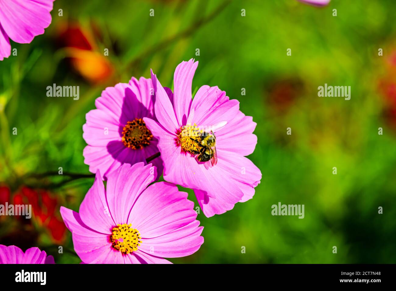 Cosmos fiori nel giardino Foto Stock