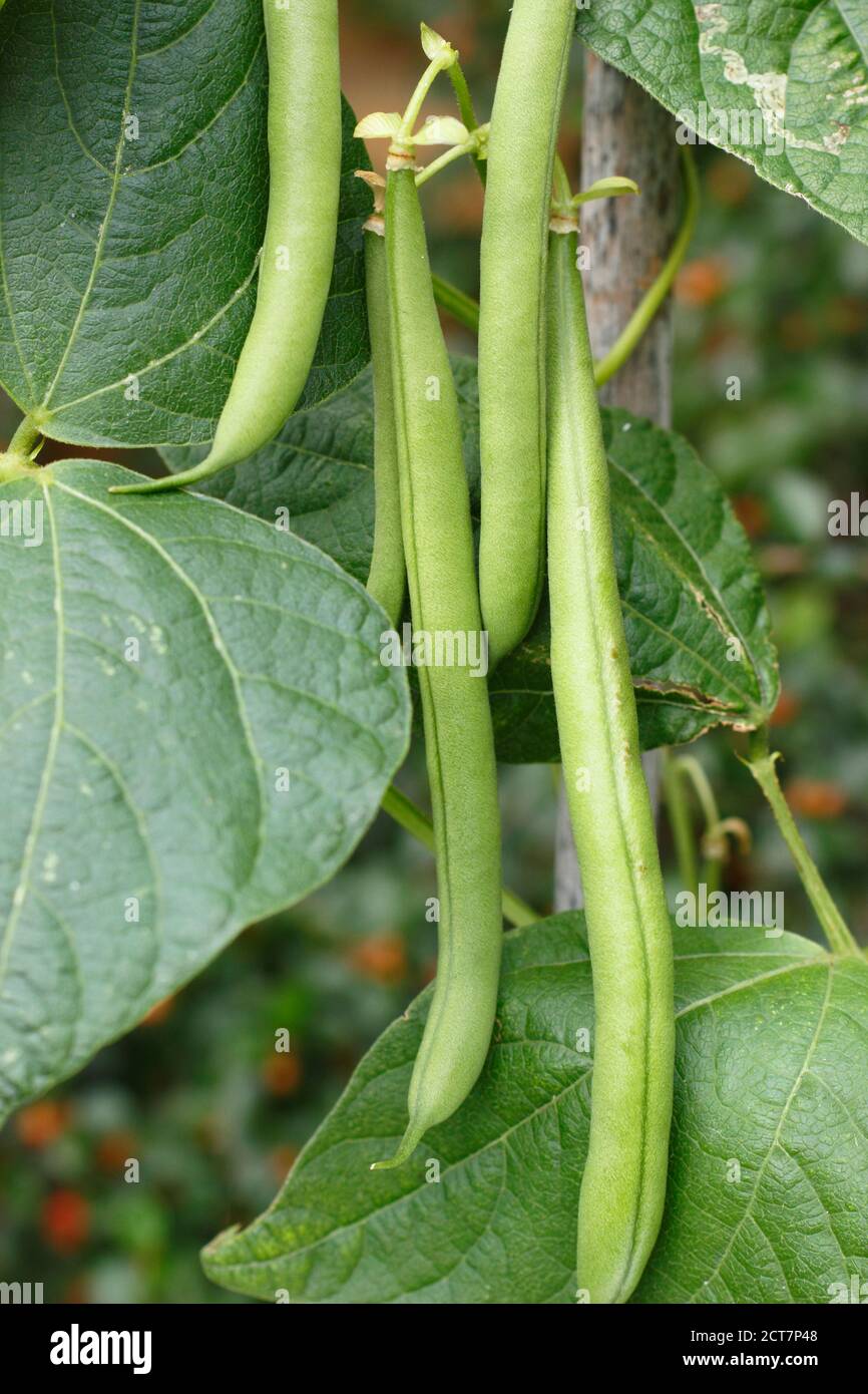 Phaseolus vulgaris 'Mamba'. Fagioli francesi che arrampicano in un terreno di veg domestico. REGNO UNITO Foto Stock