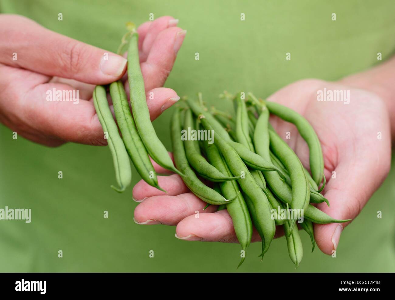 Phaseolus vulgaris 'Mamba'. Fagioli francesi appena raccolti e coltivati in casa Foto Stock