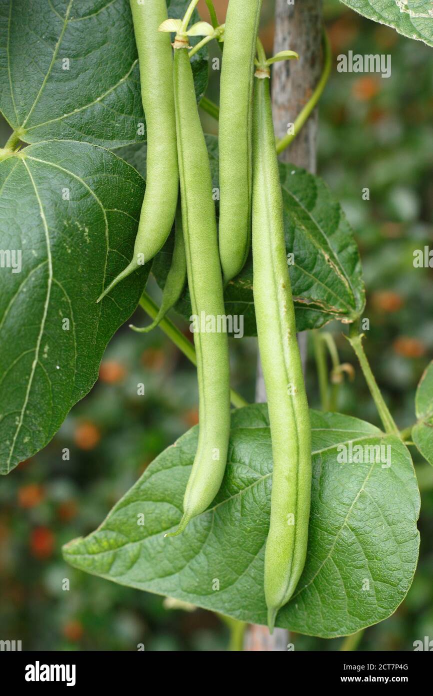Phaseolus vulgaris 'Mamba'. Fagioli francesi che arrampicano in un terreno di veg domestico. REGNO UNITO Foto Stock