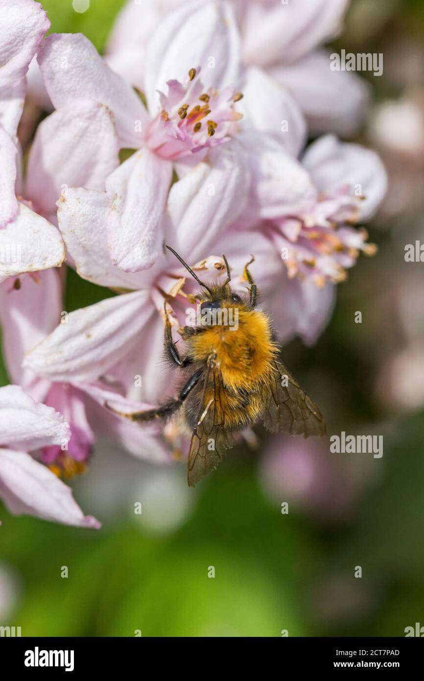 Un'ape che raccoglie polline e nettare da un fiore, Regno Unito Foto Stock
