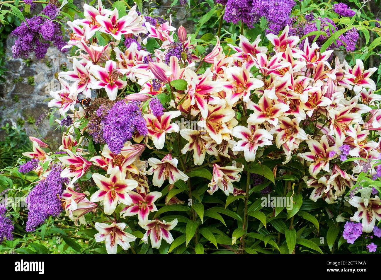 Weiss Pink farbene Garten Lilie Blüte Foto Stock
