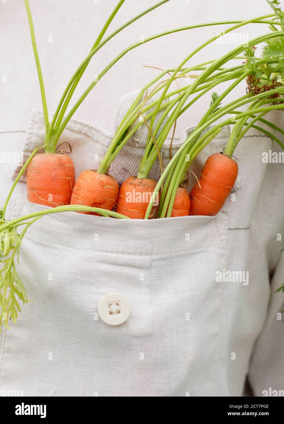 Le carote coltivate in casa sono cresciute in un appezzamento vegetale del giardino posteriore durante la pandemia di Coronavirus. REGNO UNITO Foto Stock