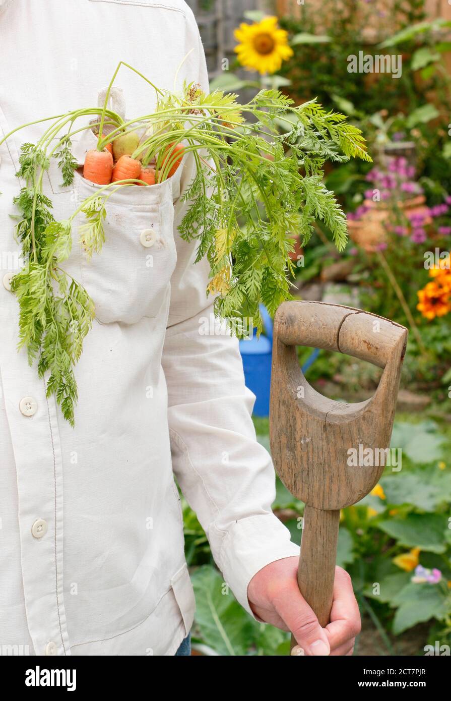 Giardiniere che raccoglie carote coltivate in casa in un terreno vegetale giardino posteriore con bordi floreali durante la pandemia di Coronavirus. REGNO UNITO Foto Stock