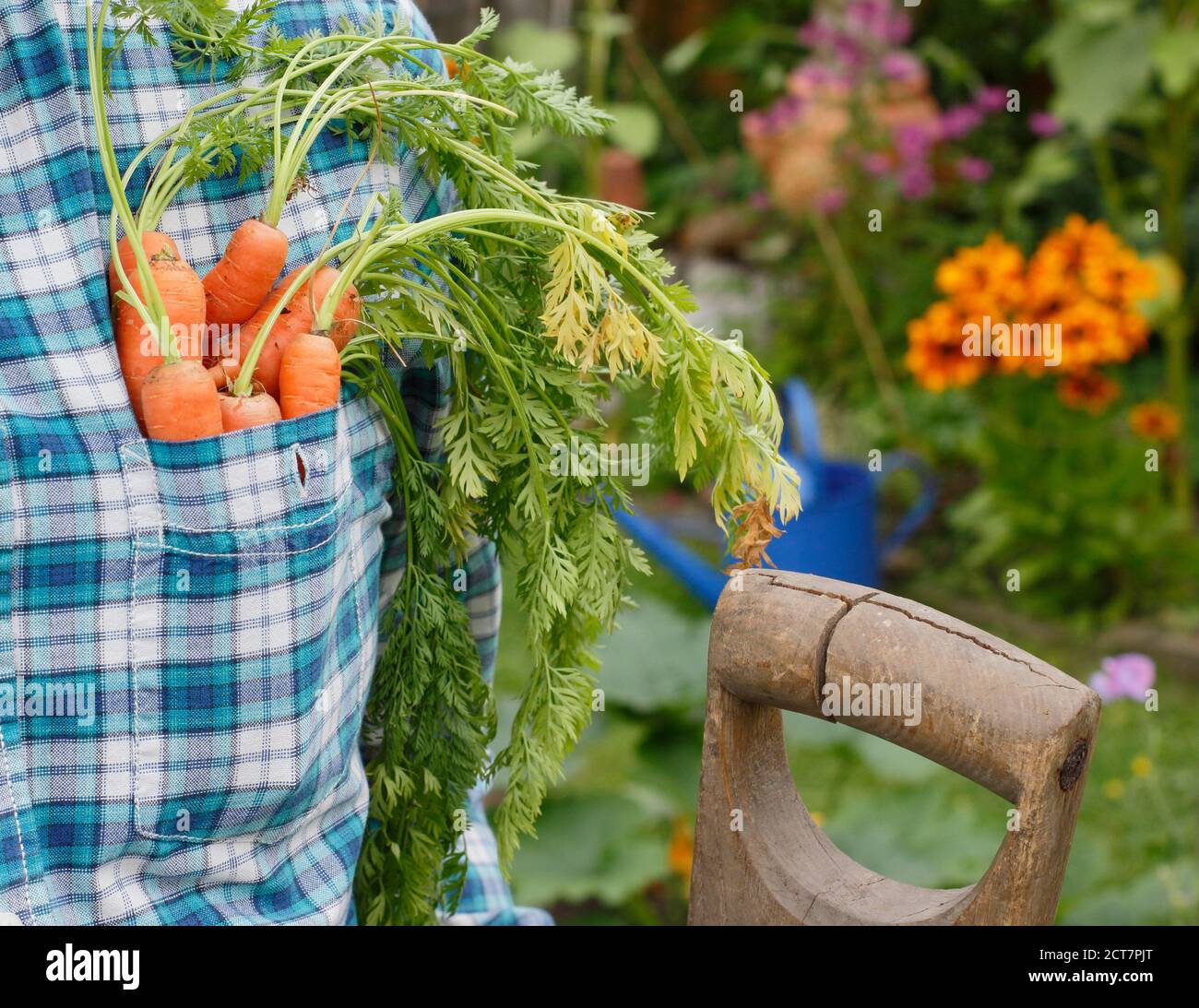 Carote. Orto. Giardiniere. Giardiniere che raccoglie carote coltivate in casa nel suo orto posteriore con bordi floreali Foto Stock