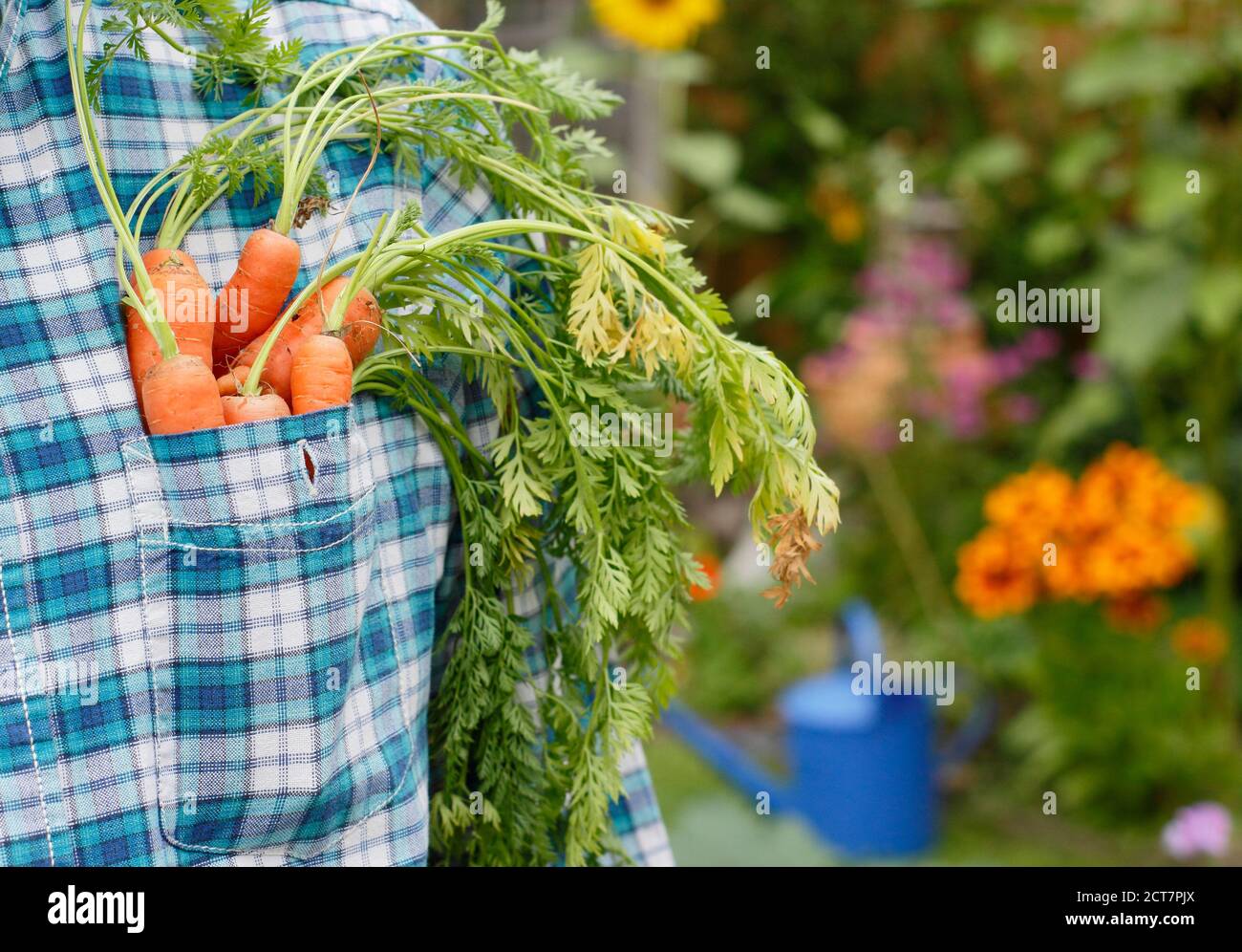 Carote. Orto. Giardiniere. Giardiniere che raccoglie carote coltivate in casa nel suo orto posteriore con bordi floreali Foto Stock