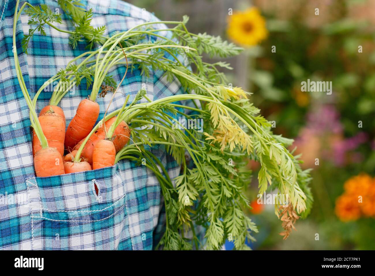Carote. Orto. Giardiniere. Giardiniere che raccoglie carote coltivate in casa nel suo orto posteriore con bordi floreali Foto Stock