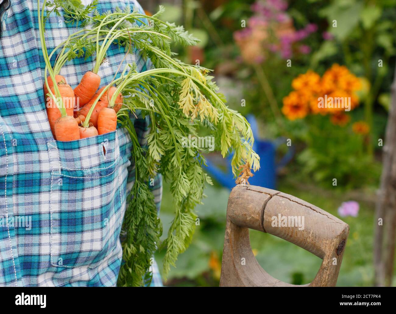 Carote. Orto. Giardiniere. Giardiniere che raccoglie carote coltivate in casa nel suo orto posteriore con bordi floreali Foto Stock