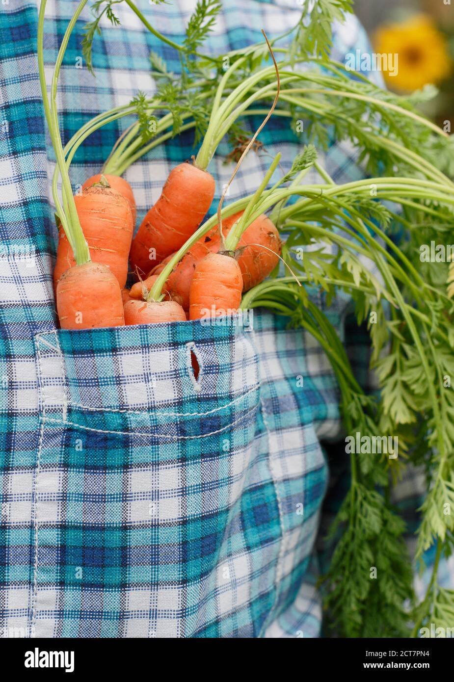 Le carote coltivate in casa sono cresciute in un appezzamento vegetale del giardino posteriore durante la pandemia di Coronavirus. REGNO UNITO Foto Stock