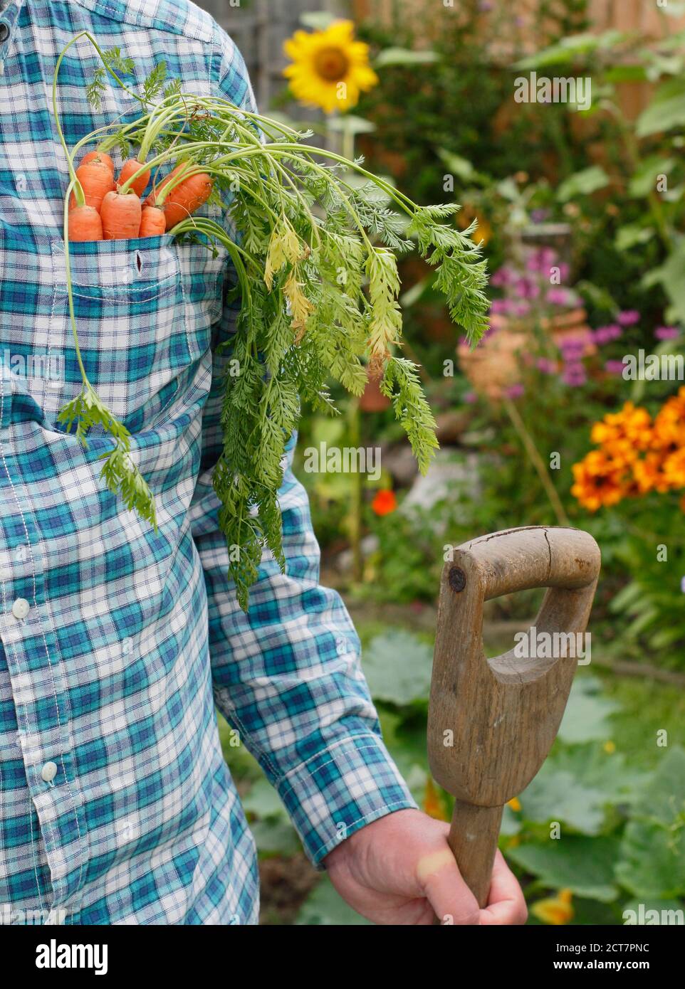 Giardiniere che raccoglie carote coltivate in casa in un terreno vegetale giardino posteriore con bordi floreali durante la pandemia di Coronavirus. REGNO UNITO Foto Stock