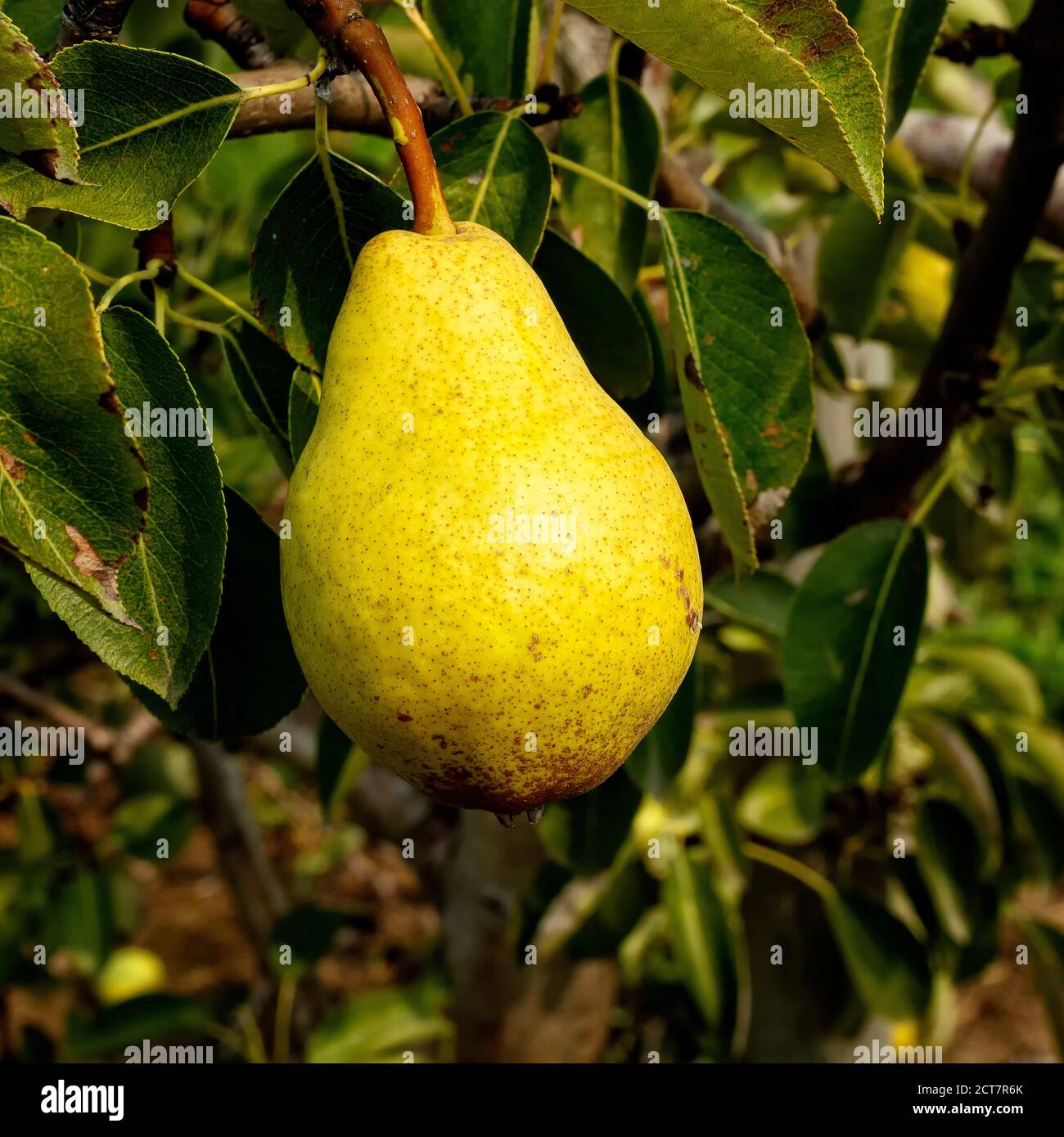 Bartlett Pears su un albero di pera. Ontario, Canada. Foto Stock