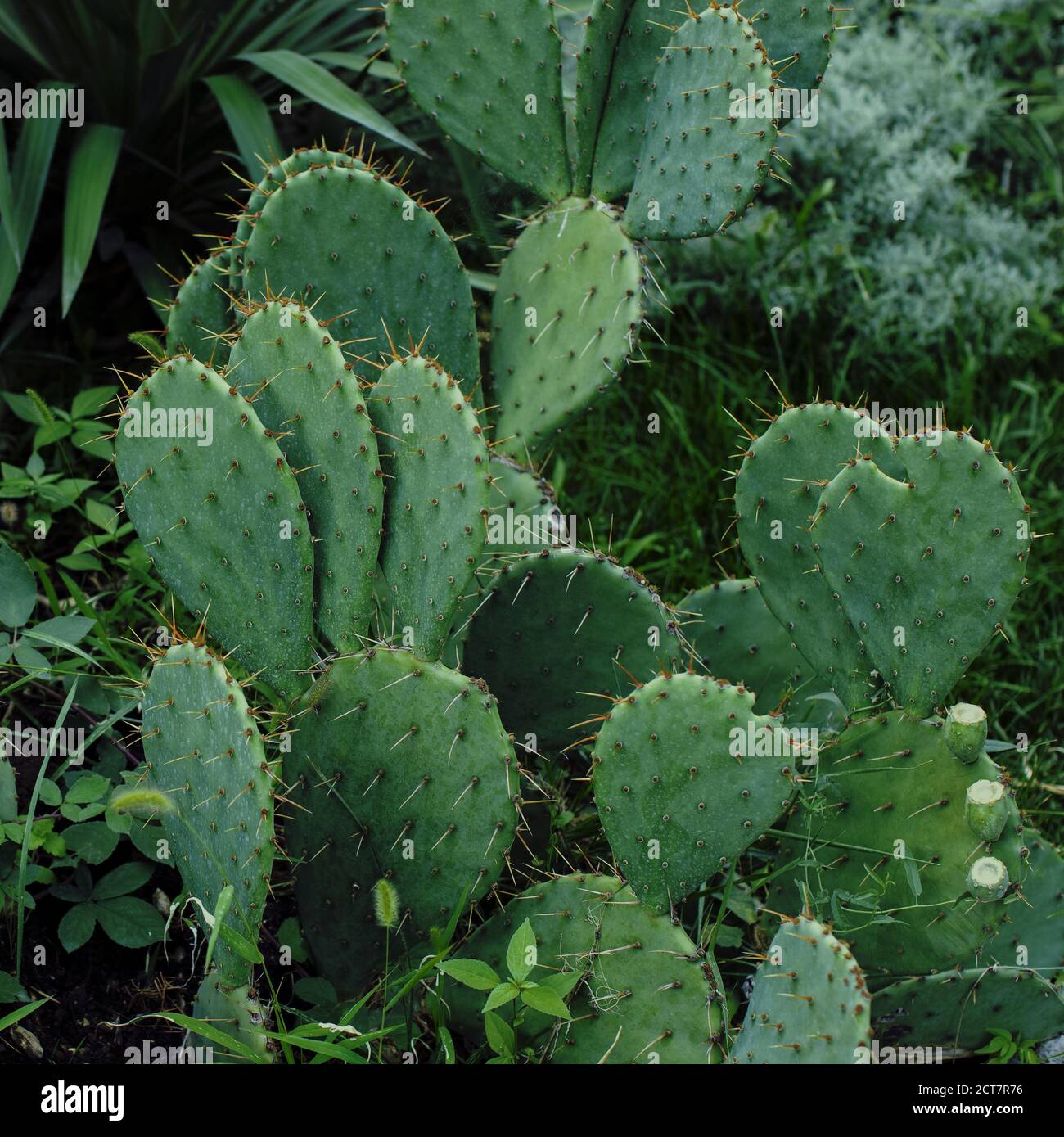 Fondo vegetale naturale di cactus di pera di prickly in giardino botanico. Vista laterale. Formato quadrato per Instagram. Concetto di bellezza della natura, giungla urbana, g Foto Stock