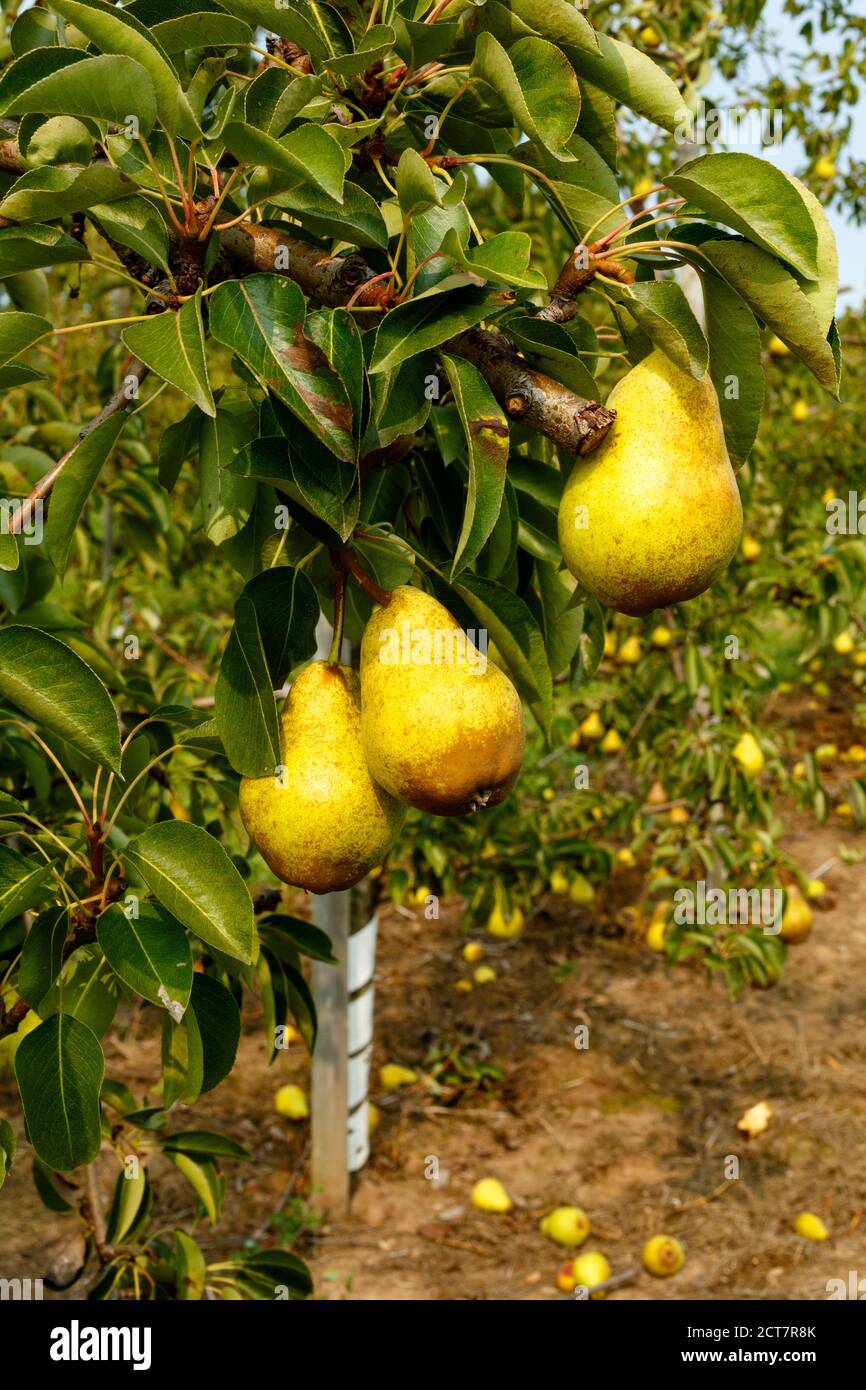 Bartlett Pears su un albero di pera. Ontario, Canada. Foto Stock