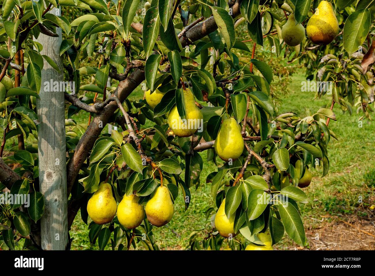 Bartlett Pears su un albero di pera. Ontario, Canada. Foto Stock