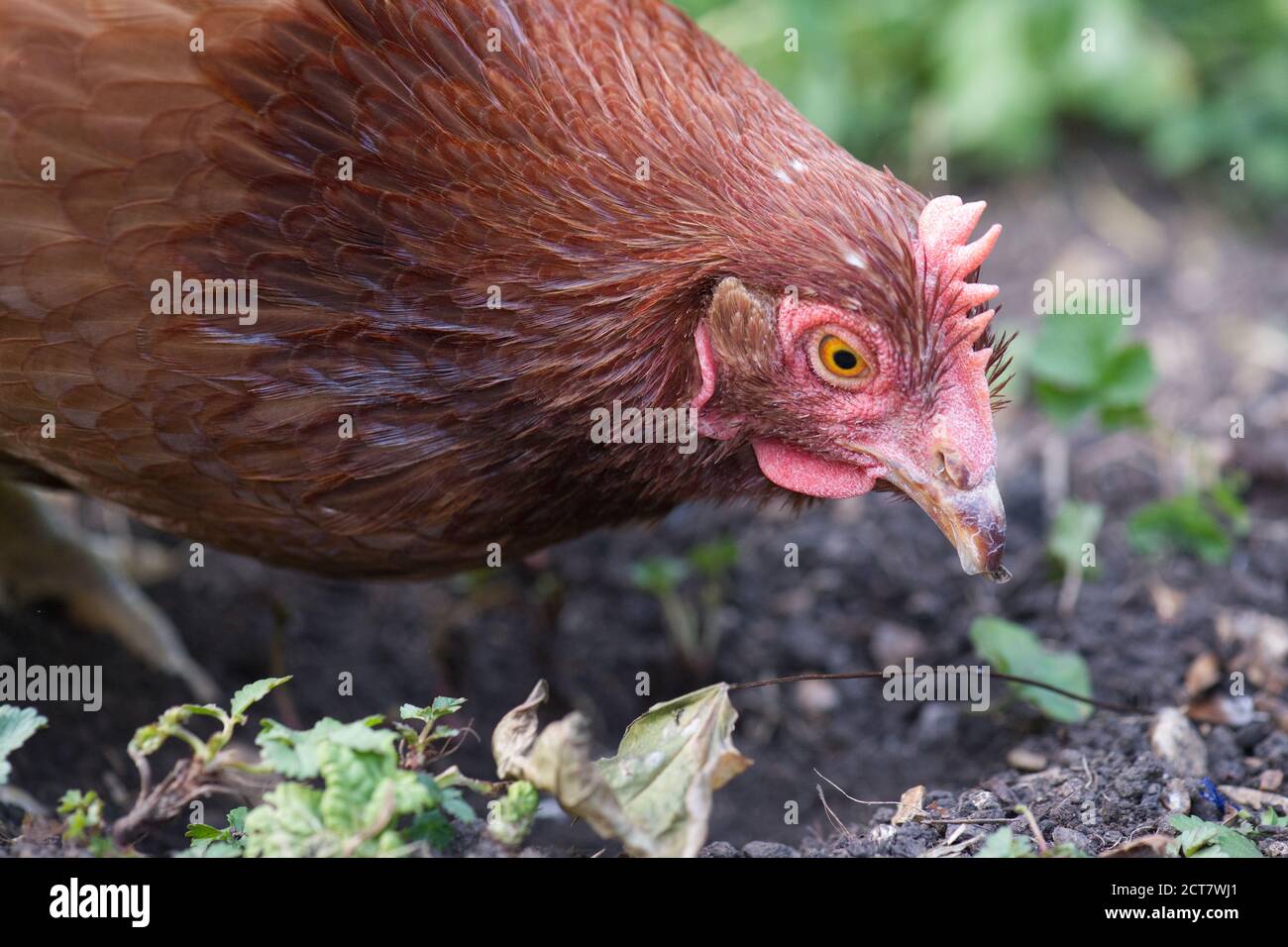 Animali polli di salvataggio in giardino Foto Stock