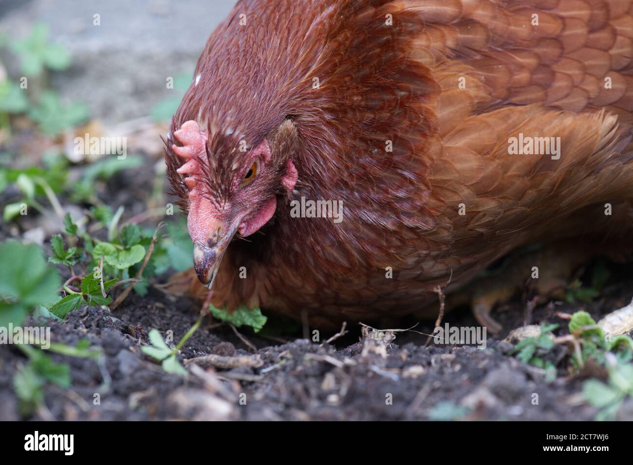 Animali polli di salvataggio in giardino Foto Stock