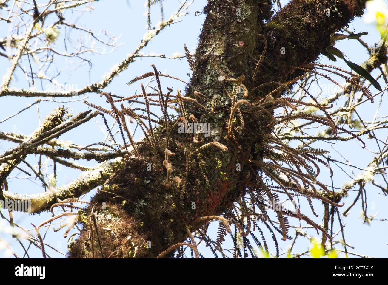 Effetto di riscaldamento globale nel bioma delle Highlands brasiliane Foto Stock