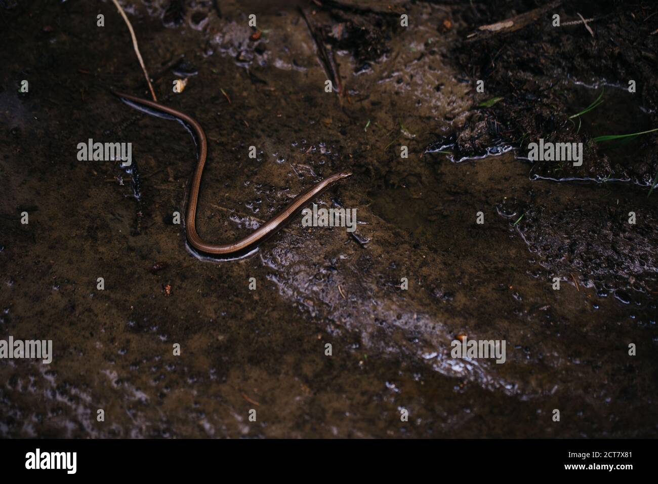 Piccolo serpente marrone nei fanghi su una piovosa foto della moodia del giorno Foto Stock