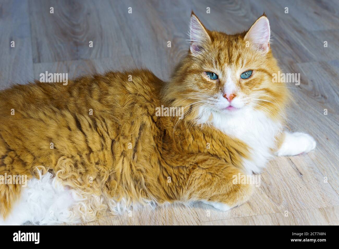 soffice gatto di casa, gatto rosso a casa riposo, gatto rosso sdraiato sul divano Foto Stock