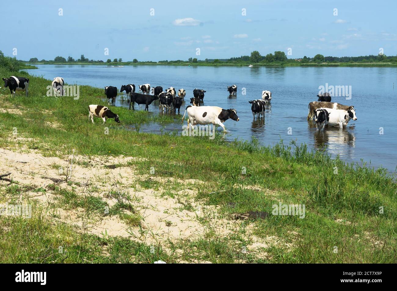 le mucche bagnano nel lago, un gregge di mucche nel fiume Foto Stock