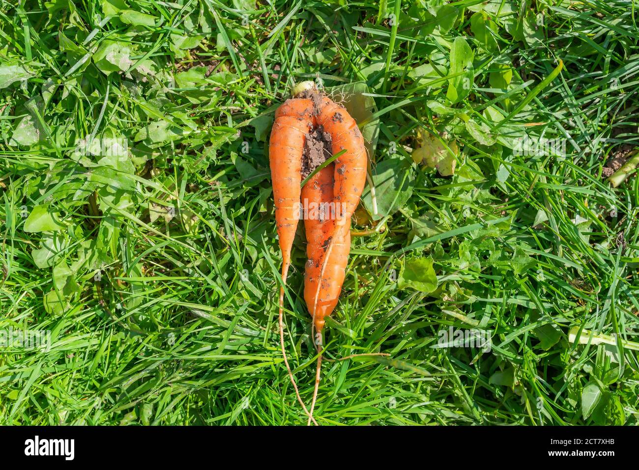 Carota strana deformata sull'erba. Foto di alta qualità Foto Stock
