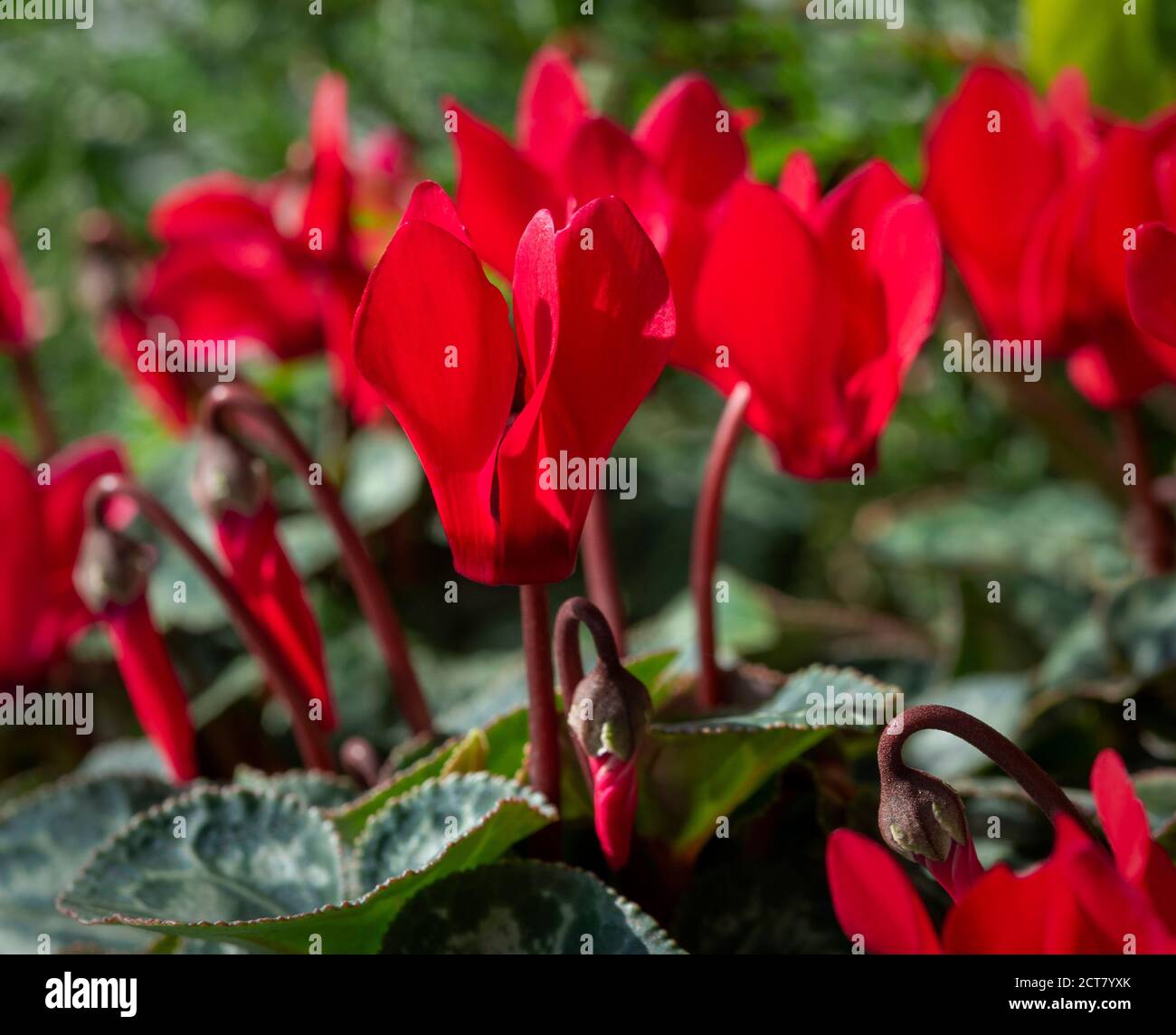 Ciclamino rosso che cresce in un giardino britannico Foto Stock