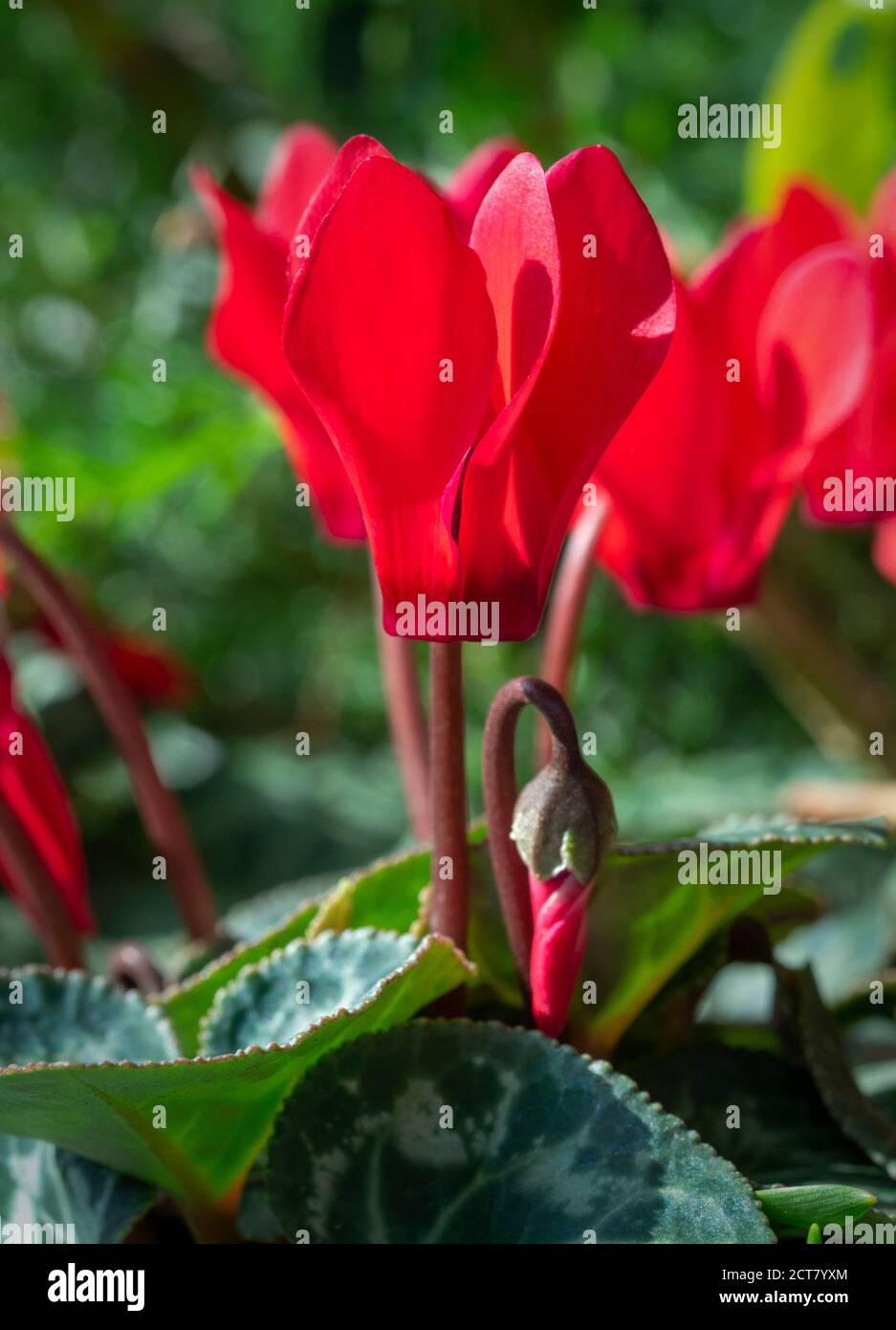 Ciclamino rosso che cresce in un giardino britannico Foto Stock