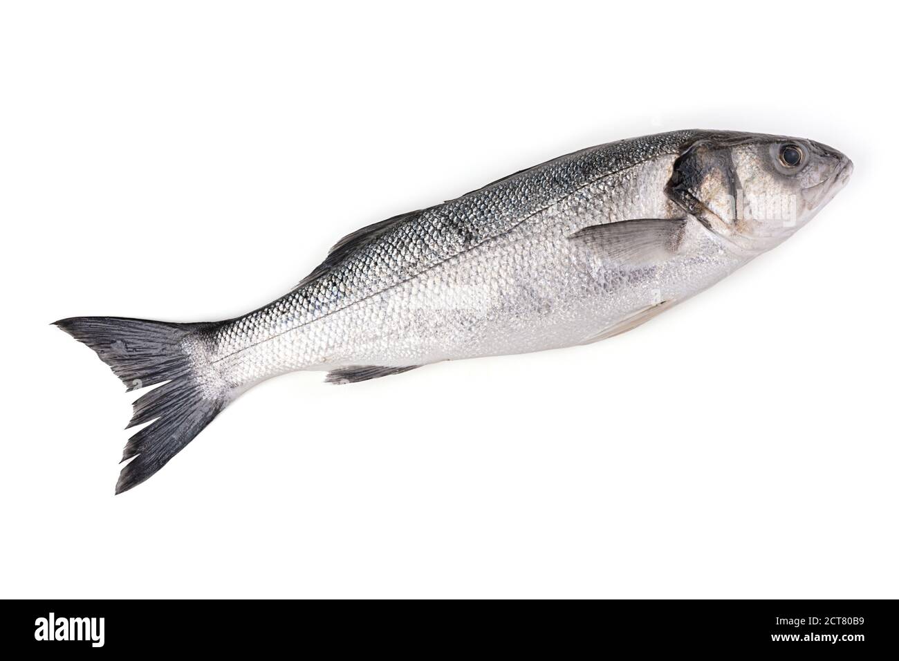 Pesce di mare, lupo o branzino su sfondo bianco Foto Stock