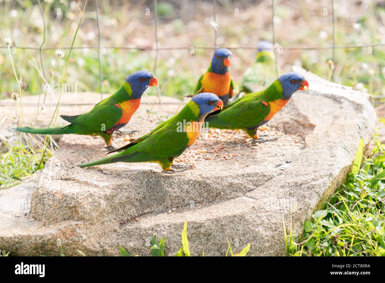 Fauna selvatica australiana, corikeet arcobaleno, Trichoglosso moluccanus, mangiare semi su roccia giardino Foto Stock