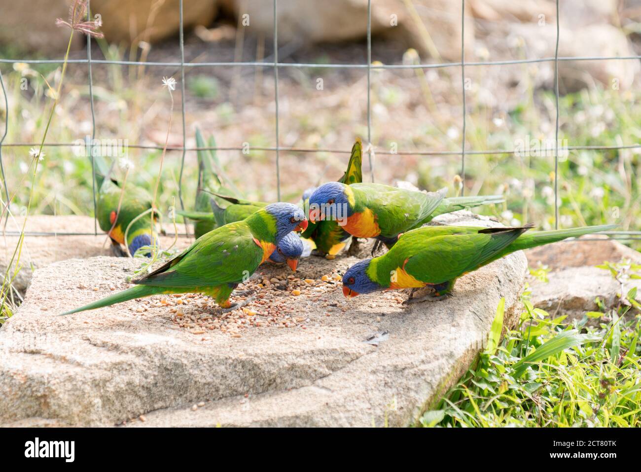 Gruppo di fauna australiana nativa corikeet arcobaleno, Trichoglossus moluccanus, mangiare semi su roccia giardino Foto Stock