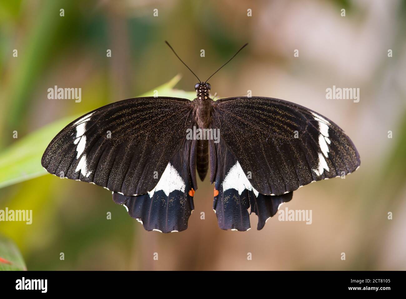 Grande farfalla in giardino, la coda di rondine di agrumi depone le sue uova sugli alberi di agrumi Foto Stock