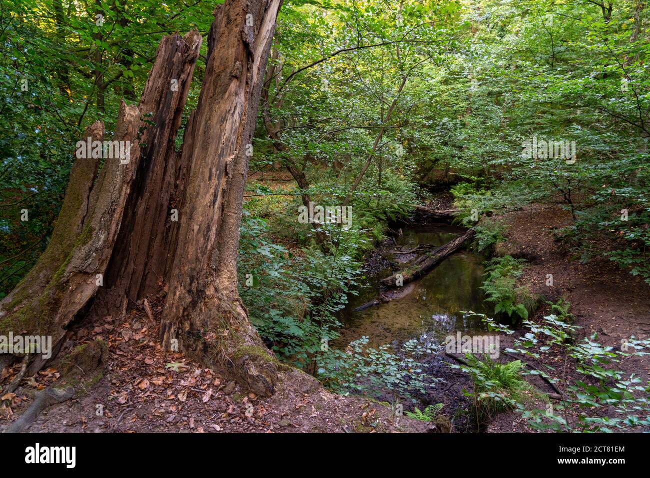 Das Naturschutzgebiet Kirchheller Heide, der Schwarzbach, bei Bottrop, NRW, Deutschland Foto Stock