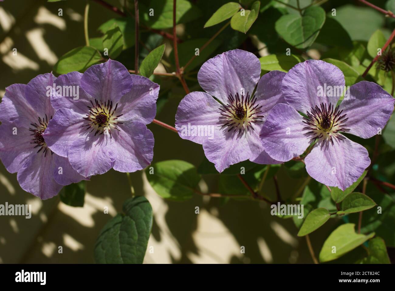 Bella estate fiori in un giardino verticale giardinaggio. Fiori Clematis varietà mattina cielo Foto Stock