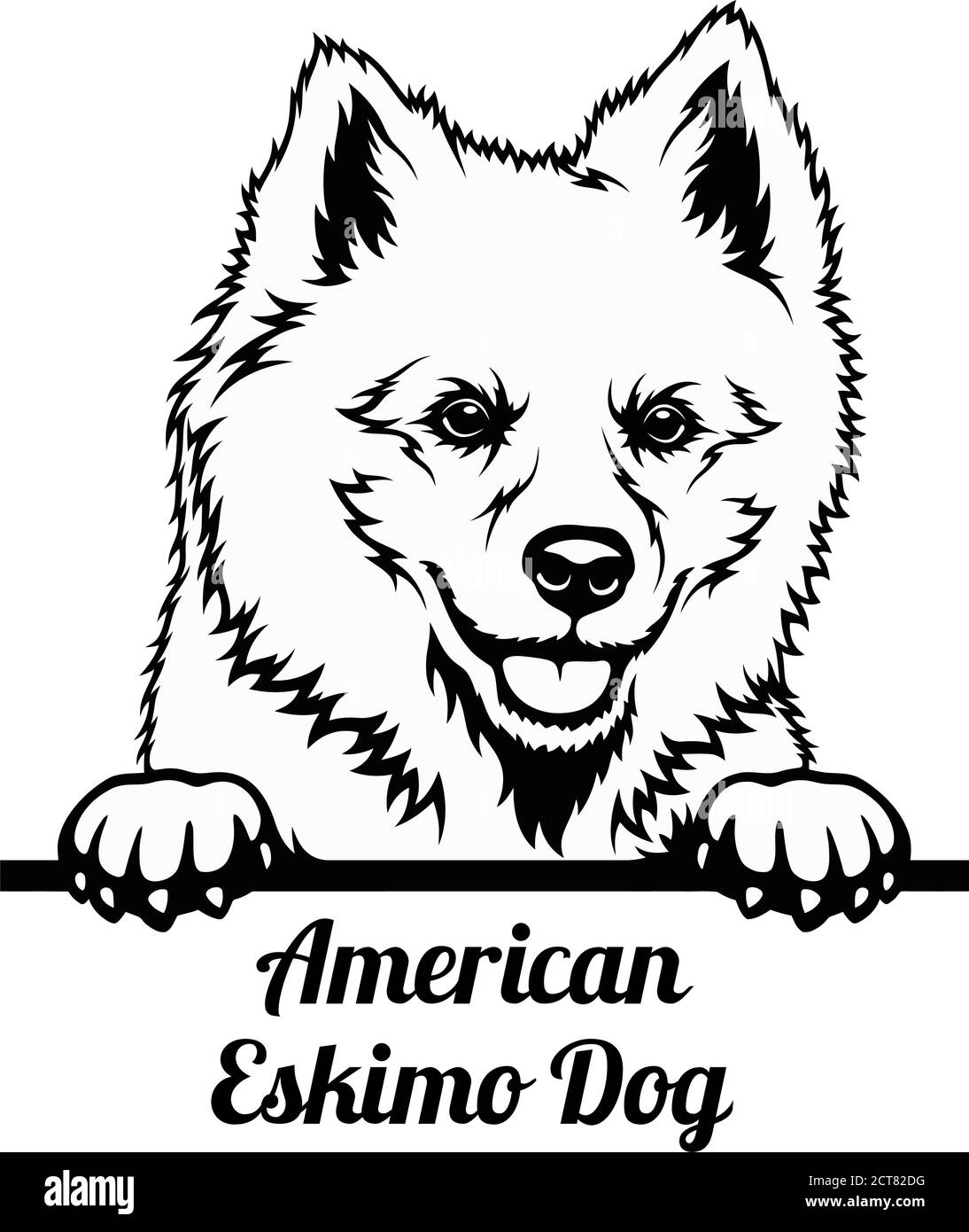 Cane da peeking - American Eskimo razza di cane - testa isolata su bianco Illustrazione Vettoriale