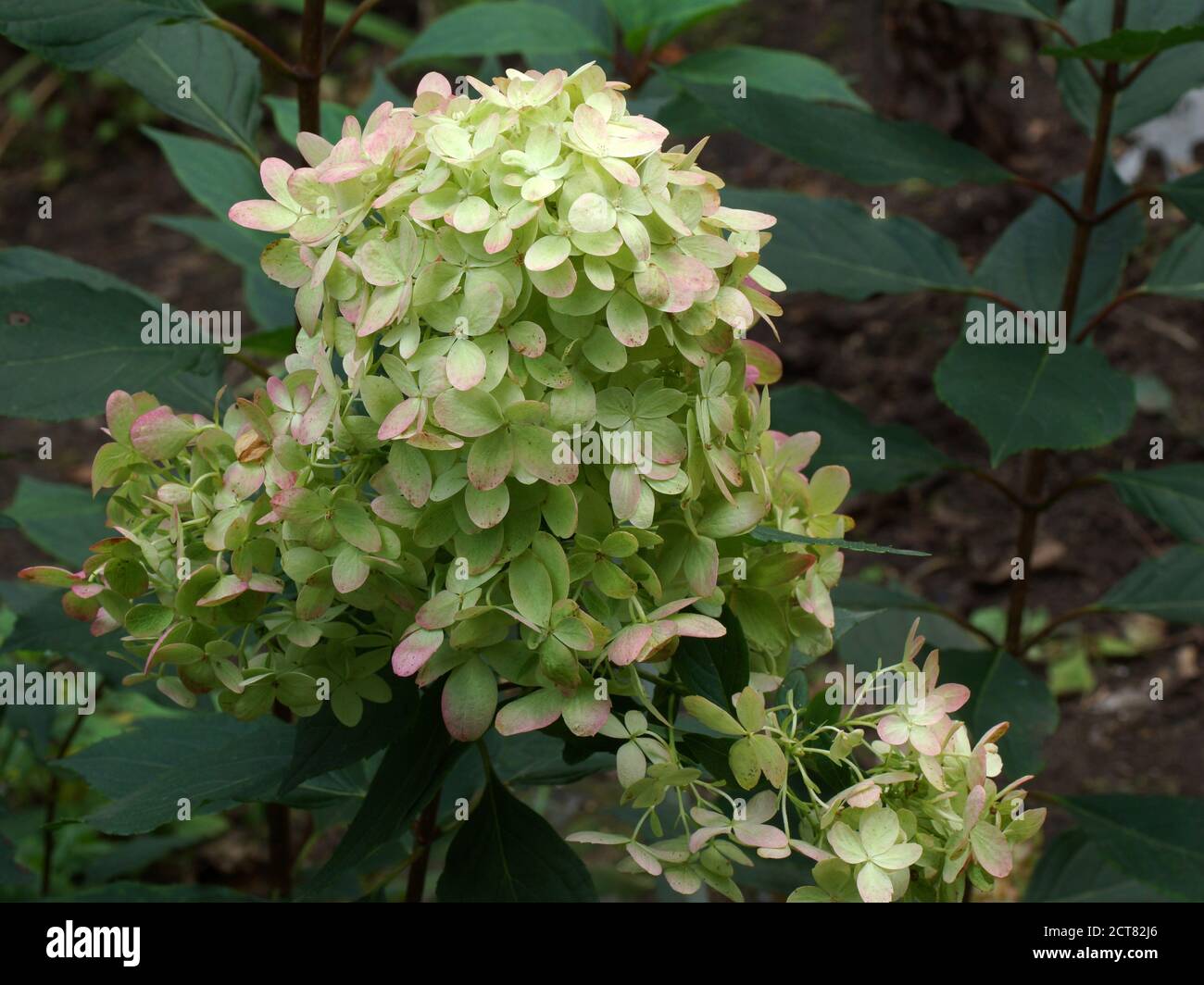 Hydrangea paniculata Graffiti. Infiorescenza ravvicinata. Fiore nel giardino all'aperto. Foto Stock