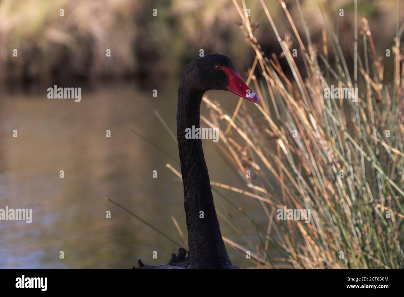 Primo piano di Black Swan contro la vegetazione secca e l'acqua a Adventure Bay su Bruny Island in Tasmania, Australia Foto Stock