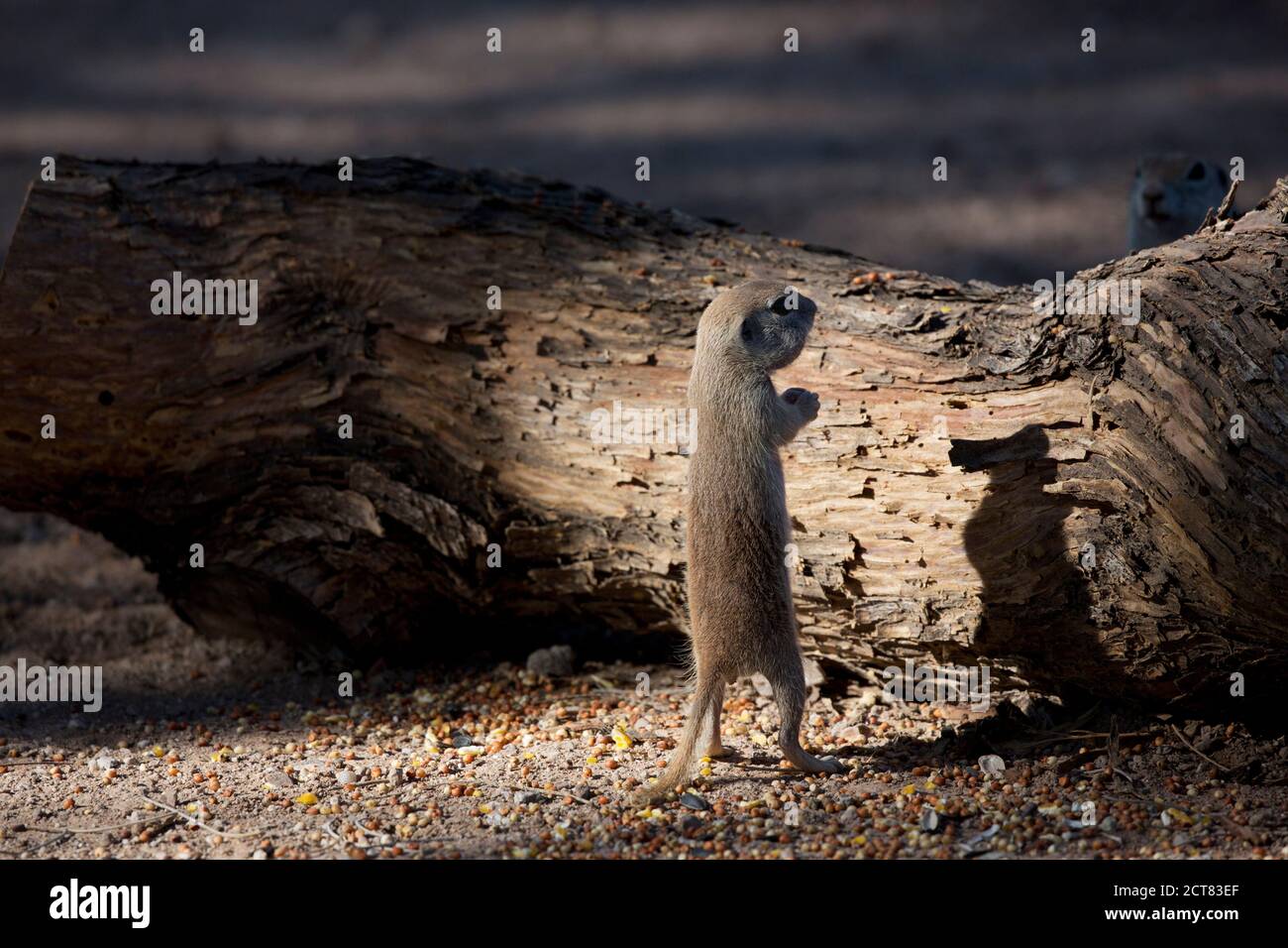 Lo scoiattolo di terra si erge in posizione verticale su due gambe nella luce del mattino presto in un gioco d'ombra umoristico. La posizione è Tucson, Arizona, nel sud-ovest americano. Foto Stock