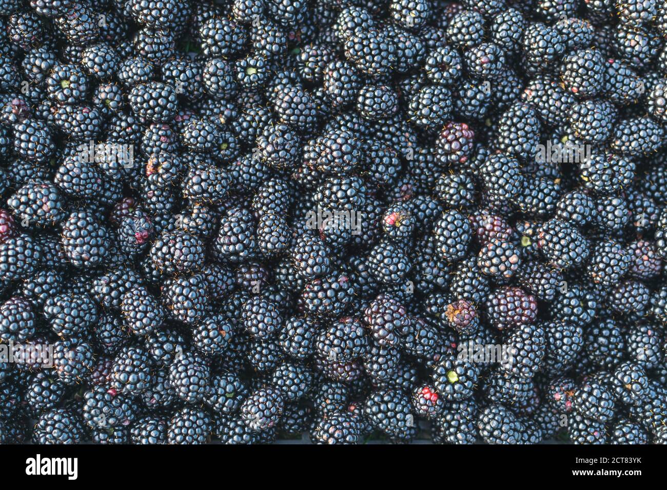 Inquadratura completa e messa a fuoco selettiva dei frutti blackberry raccolti da giardino Foto Stock