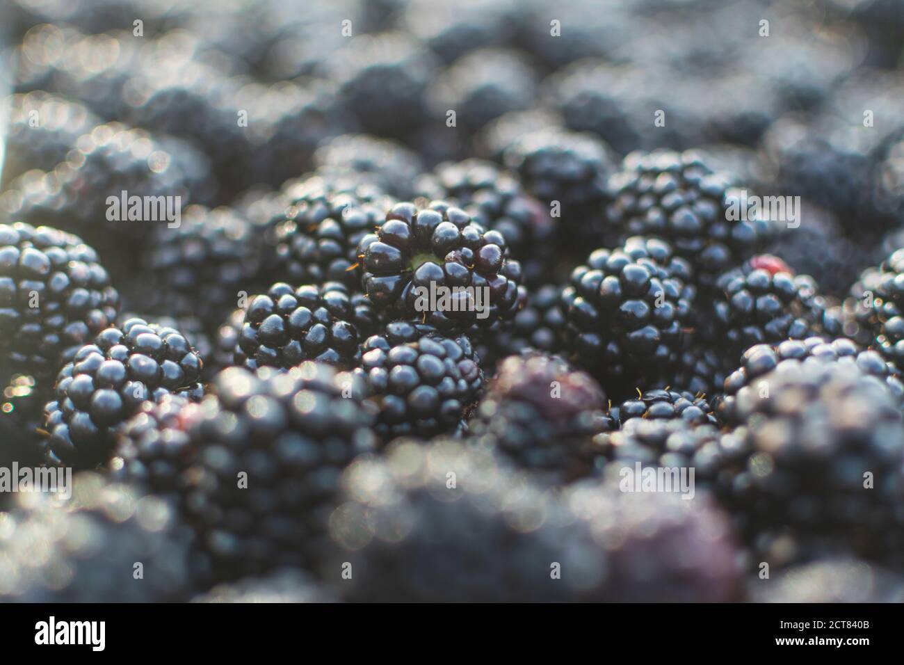 Inquadratura completa e messa a fuoco selettiva dei frutti blackberry raccolti da giardino Foto Stock